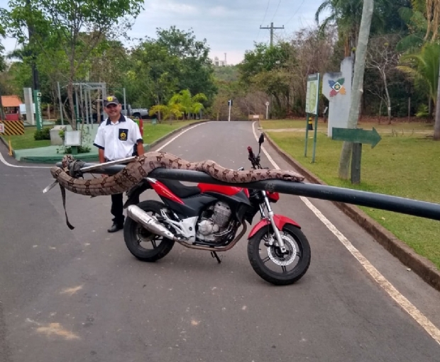 Cobra com mais de dois metros  encontrada no Parque Me Bonifcia em Cuiab;  fotos 
