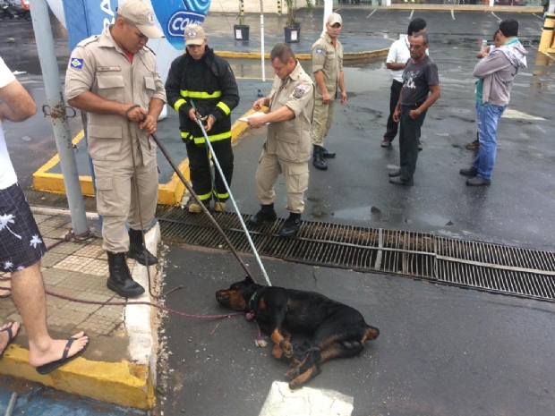 Rottweiler ataca e rasga brao de funcionria em supermercado de Cuiab