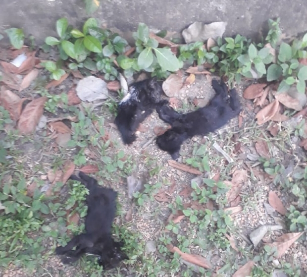 Protetores denunciam envenenamento de gatos na UFMT; seis encontrados mortos nessa semana