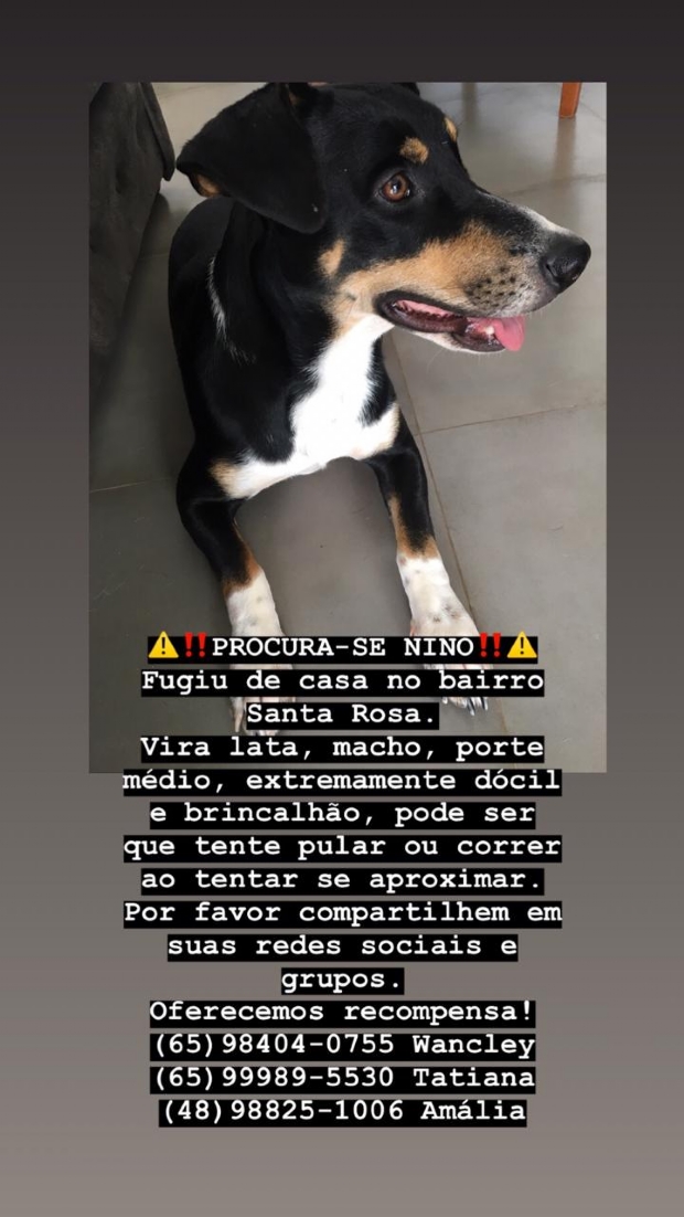 Famlia oferece R$ 500 por cachorro desaparecido em bairro de Cuiab