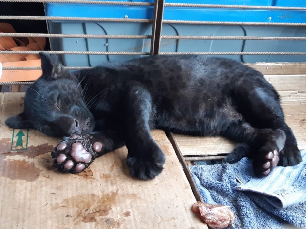 Debilitado, filhote de ona melnica  resgatado em Mato Grosso; pessoa cuidava do animal
