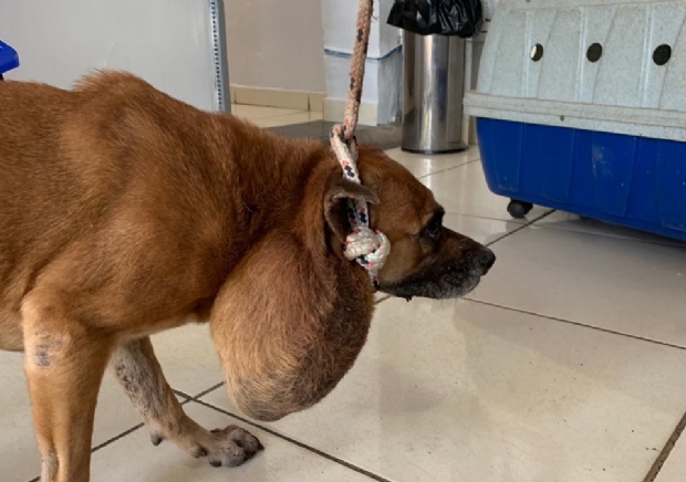 Vaquinha online tenta arrecadar fundos para pagar cirurgia de cadela com abscesso no pescoo