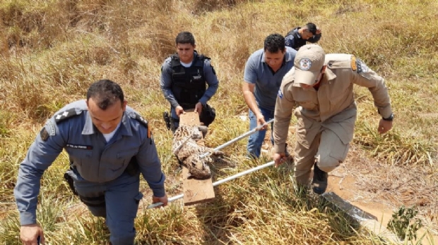 Com ferimentos e debilitada, jaguatirica  resgatada pelo Corpo de Bombeiros