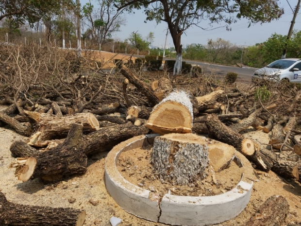 Corte de rvores no Detran causa revolta e autarquia promete replantar 400 mudas