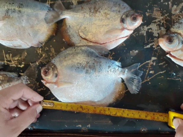 Sema apreende 97 kg de pescado no interior de Mato Grosso