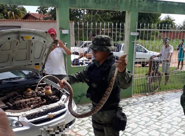 Cobra  capturada em motor de carro aps assustar moradores de casa em MT