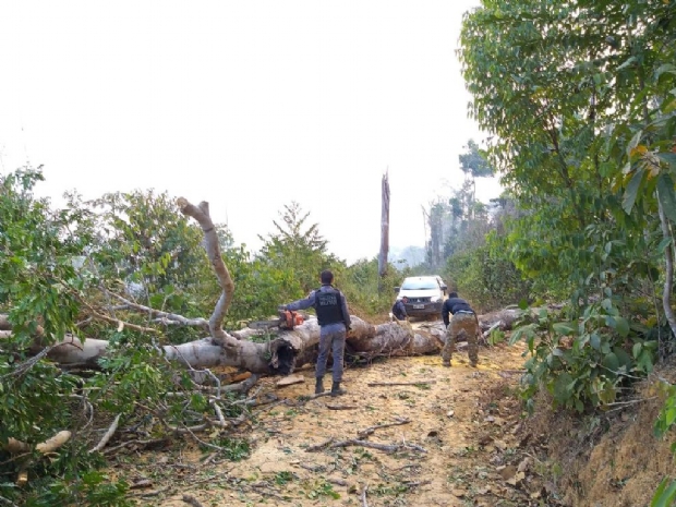 Equipes que fiscalizavam crimes ambientais sofrem emboscadas em Colniza