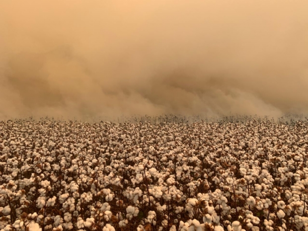 Fogo consome lavoura de algodo em fazenda do Grupo Scheffer em Mato Grosso; fotos e vdeos