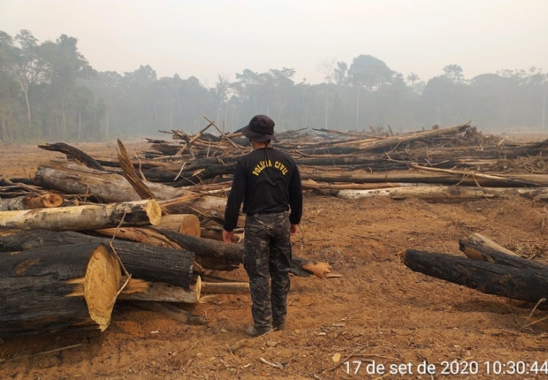 Polcia Civil apura desmatamento com derrubada de castanheira no norte de MT