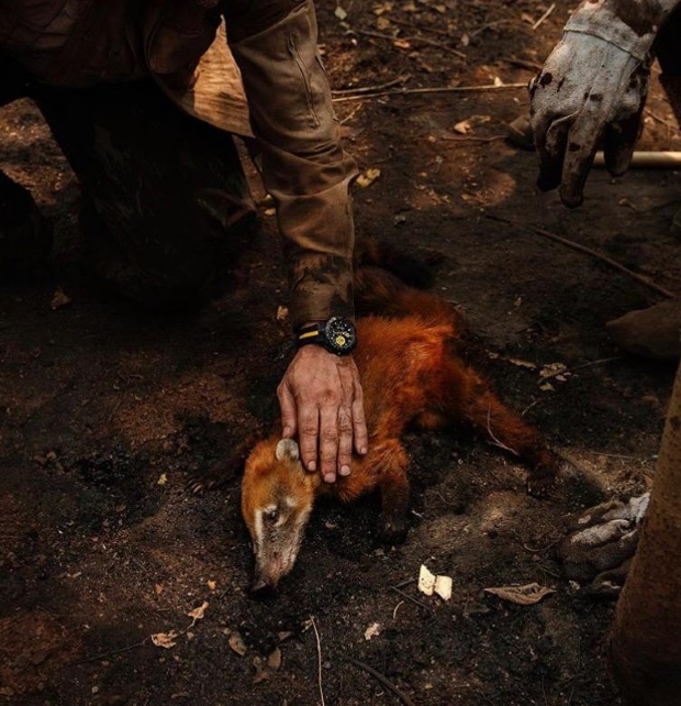 Fotgrafo flagra resgate emocionante de quati que tentava fugir das queimadas no Pantanal;  assista