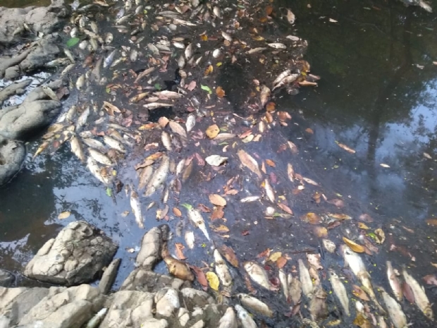 Ibama investiga rio contaminado que matou vrias espcies de peixes