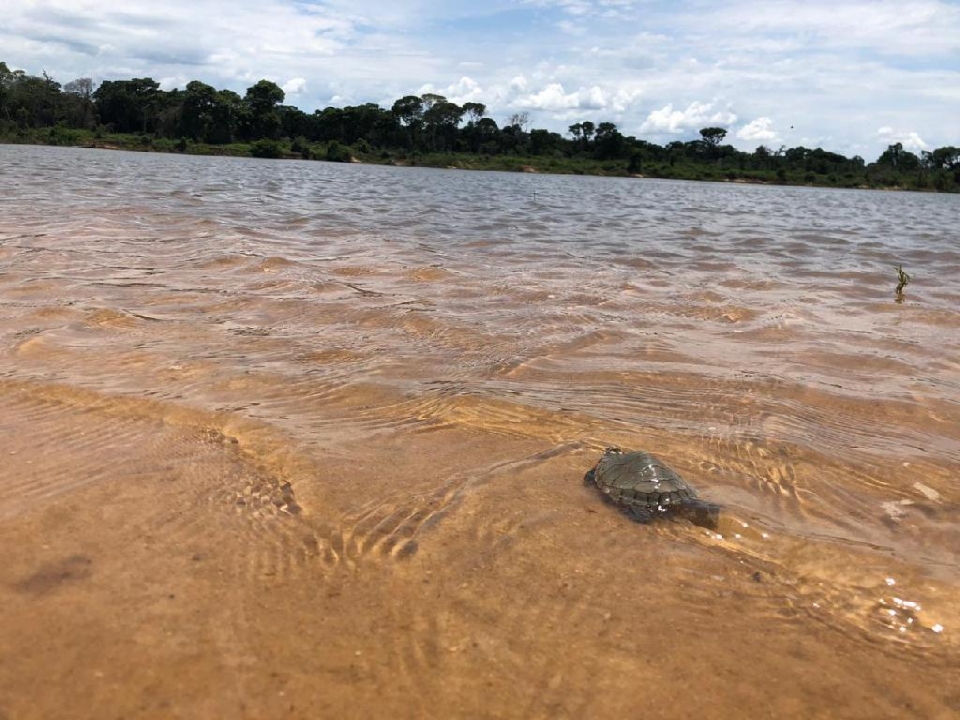 Mais de 200 tartarugas so soltas no Parque Estadual do Araguaia