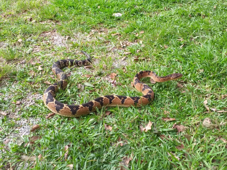 Cobra considerada a maior serpente venenosa da Amrica do Sul  capturada em avenida