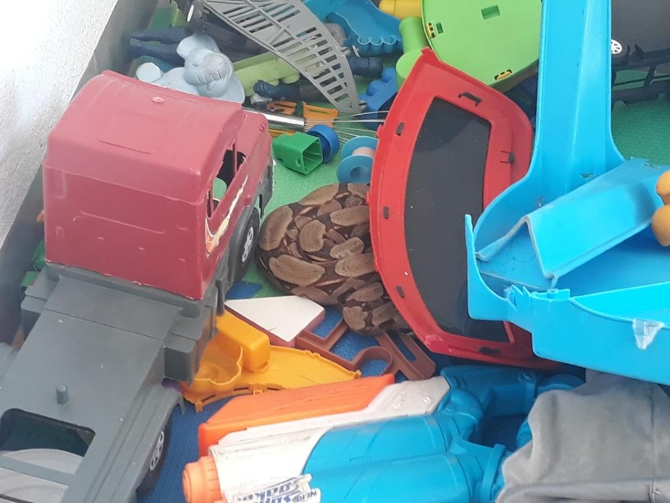 Criança de três anos encontra jiboia em meio a brinquedos dentro de casa