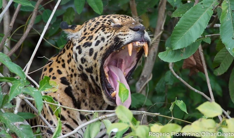Perda da vida silvestre aps queimadas em 2020 faz onas procurarem comida em regio de ecoturismo no Pantanal