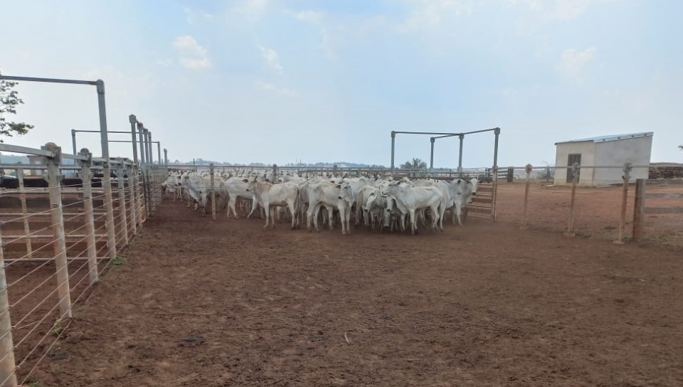 PJC recupera 105 cabeas de gado avaliadas em R$ 88 mil subtradas por funcionrios de fazenda e adolescente