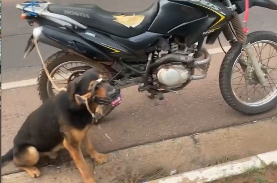 Motociclista é preso em flagrante ao arrastar cachorro pelo Centro Político e alega que não tinha como transportar