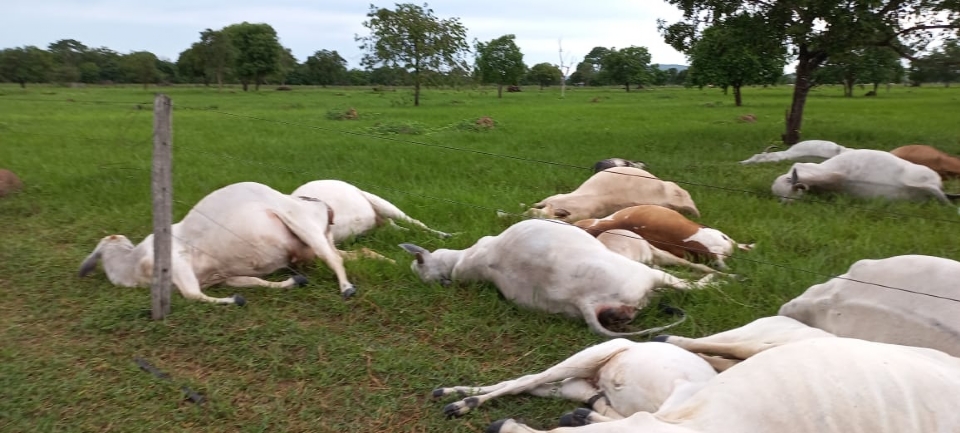 Raio mata quinze animais de rebanho bovino em assentamento em Mato Grosso;  veja vdeo 