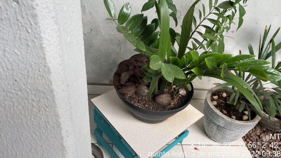 Cobra de 1,5 metros é encontrada camuflada em vaso de planta em casa de Cuiabá; veja vídeo