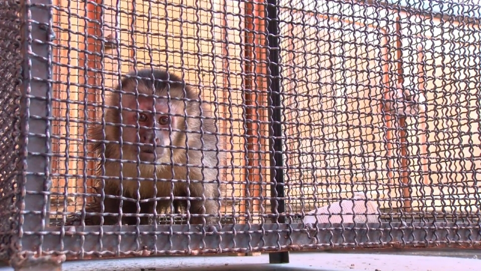 Corpo de Bombeiros resgata macaco que praticava furtos e correu atrs de cachorro com faca na mo