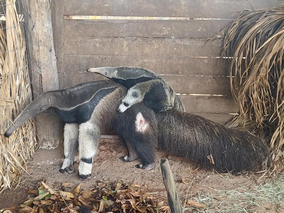 Tamandu-bandeira e filhote ganham novo lar no Santurio dos Elefantes, em Chapada dos Guimares