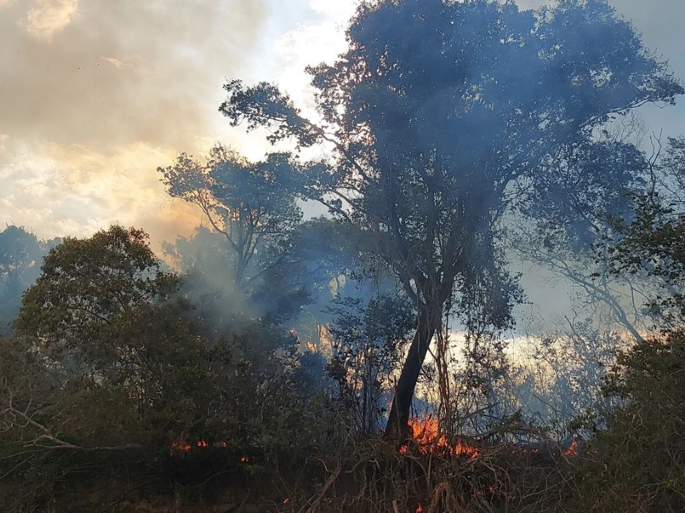 Incndios no Parque Estadual Encontro das guas j destruram 20% da rea protegida, diz UFRJ
