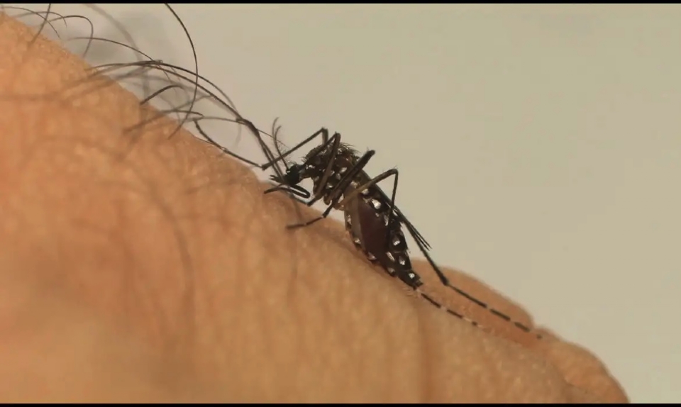 Mato Grosso atinge mais de 4 mil notificaes para casos de dengue