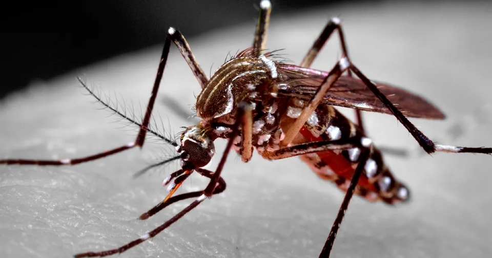 Cuiab registra mais de 700 casos de dengue neste ano; Pedra 90  bairro com maior incidncia