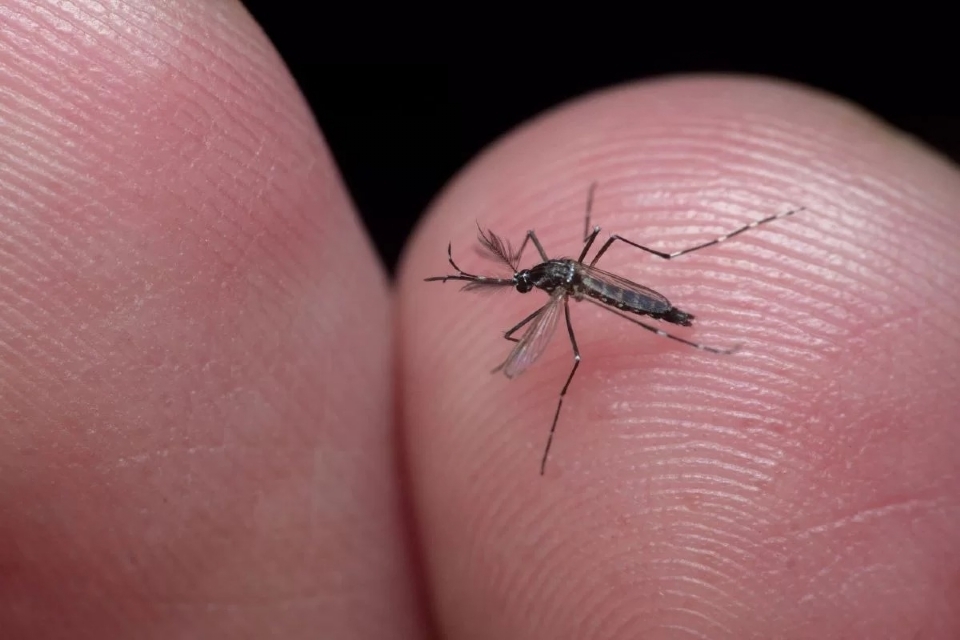Mato Grosso ultrapassa 14 mil casos de dengue e 4 mil em chikungunya