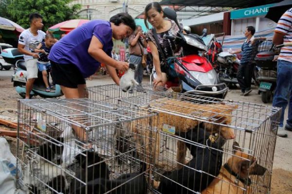 Cidade chinesa se prepara para festival de carne de cachorro