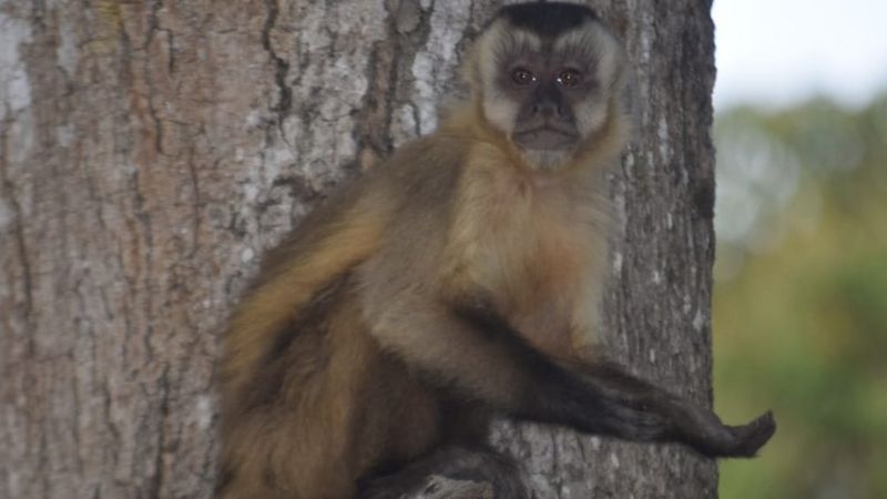 Macaco com a pata estendida; primatas aprenderam a 'pedir comida' aos humanos em meio à situação adversa no Pantanal, dizem ONGs