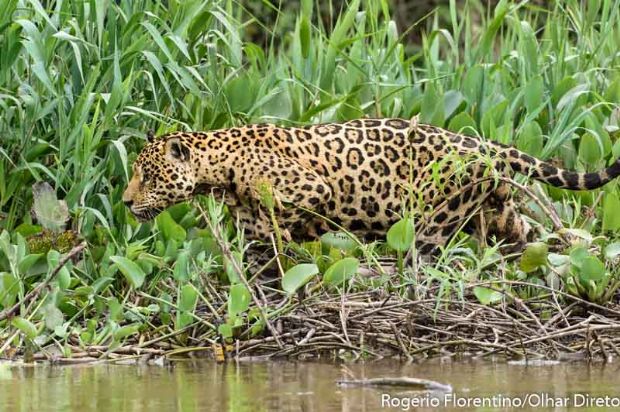 Vdeo mostra ataque de ona pintada a jacar no pantanal mato-grossense;  veja 