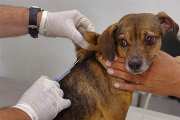 Exame confirma raiva em cachorro de Cuiab e prefeitura inicia vacinao em animais de rea de risco