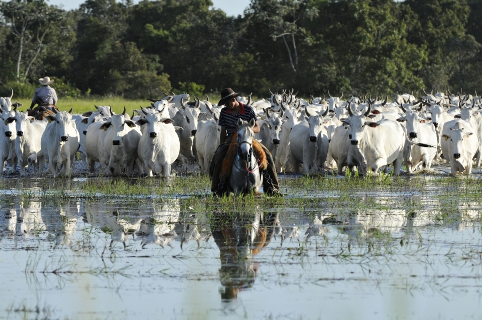 Governador sanciona integralmente PL que altera Lei do Pantanal