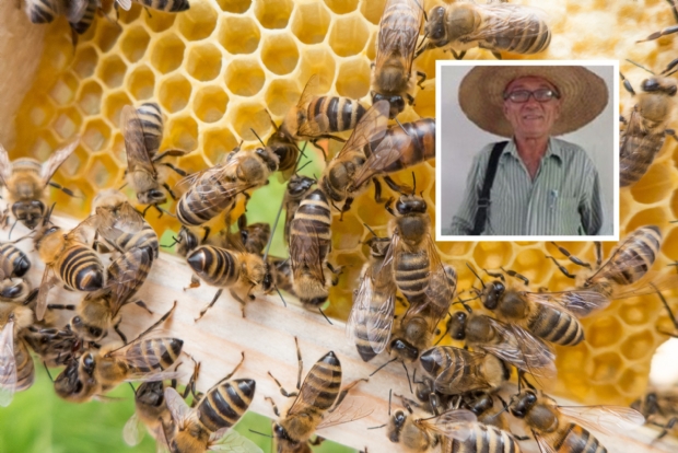 Ex-candidato a vereador morre aps ser picado por abelha ao tentar pegar manga