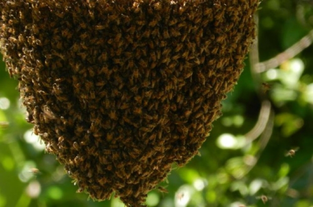 Agricultor  atacado por abelhas e morre em propriedade rural