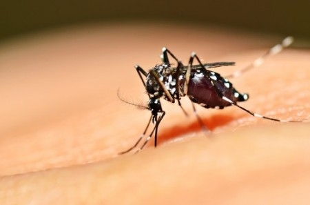 Levantamento aponta aumento de 318% nos casos de Chikungunya em MT
