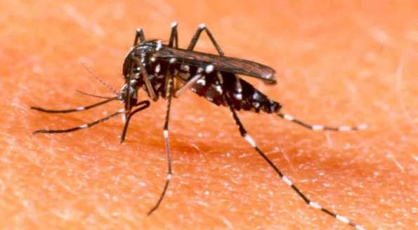 Mosquito j causou dengue em mais de duas mil pessoas em Mato Grosso este ano