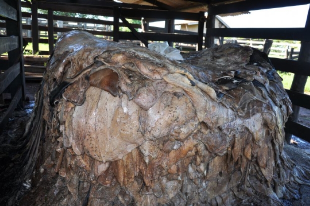 Investigao sobre abatedouros de carne clandestinos indicia dez comerciantes