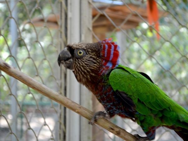 Parque Chico Mendes recebe casal de aves Anac