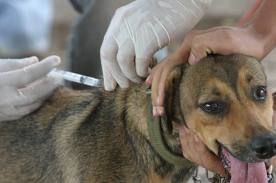 Vacinao de 26 mil animais contra raiva comea nesta tera em Sinop