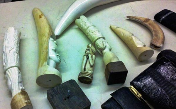 Mulher  flagrada com presas de marfim no aeroporto de Los Angeles