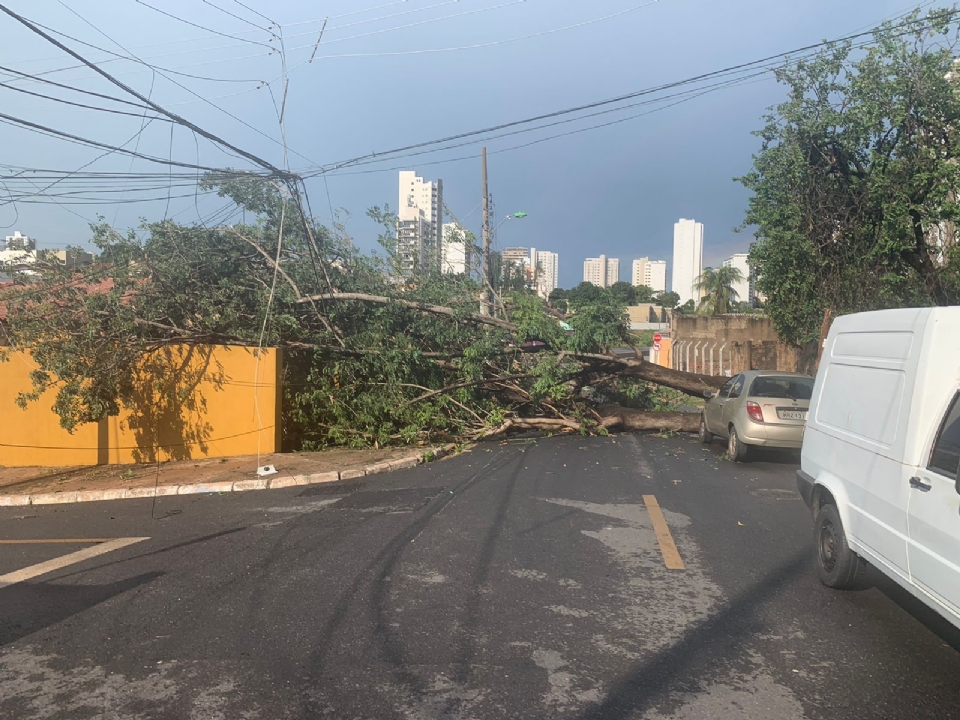 rvores e postes so derrubados por temporal em Cuiab e avenida do centro fica fechada;  veja fotos e vdeos 
