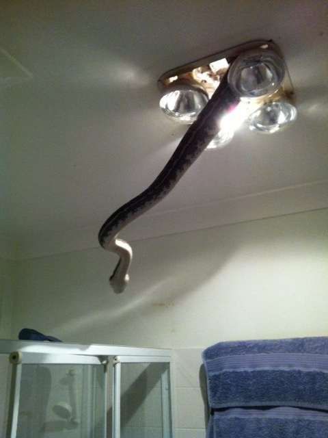 Cobra gigante  capturada em lustre de banheiro na Austrlia
