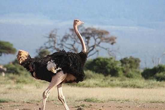 Homem de 52 anos morre ao ser atacado por avestruz africano