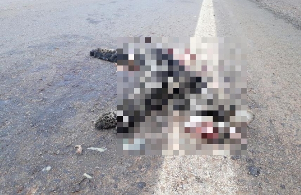 Jaguatirica  encontrada esmagada aps atropelamento em rodovia no interior