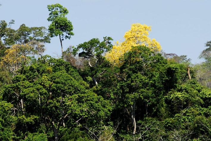 Mato Grosso reduz em 30,6% os alertas para desmatamento no bioma Amazônia no terceiro trimestre