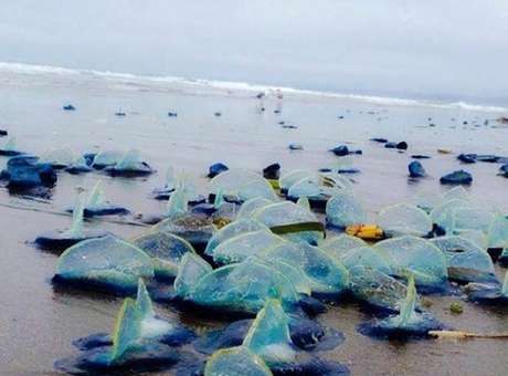 Misteriosos animais azuis so vistos em praias da Califrnia