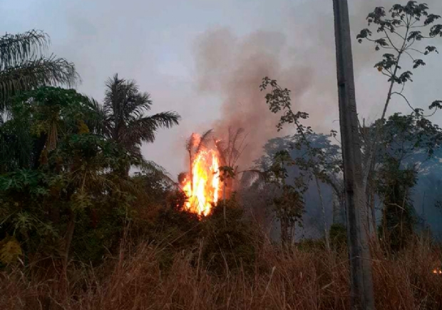 Incndio no interior de MT destri 20 hectares e coloca em risco 15 mil sunos