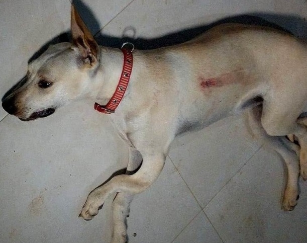 Cadela morre ao ser baleada por criminosos durante assalto a residncia
